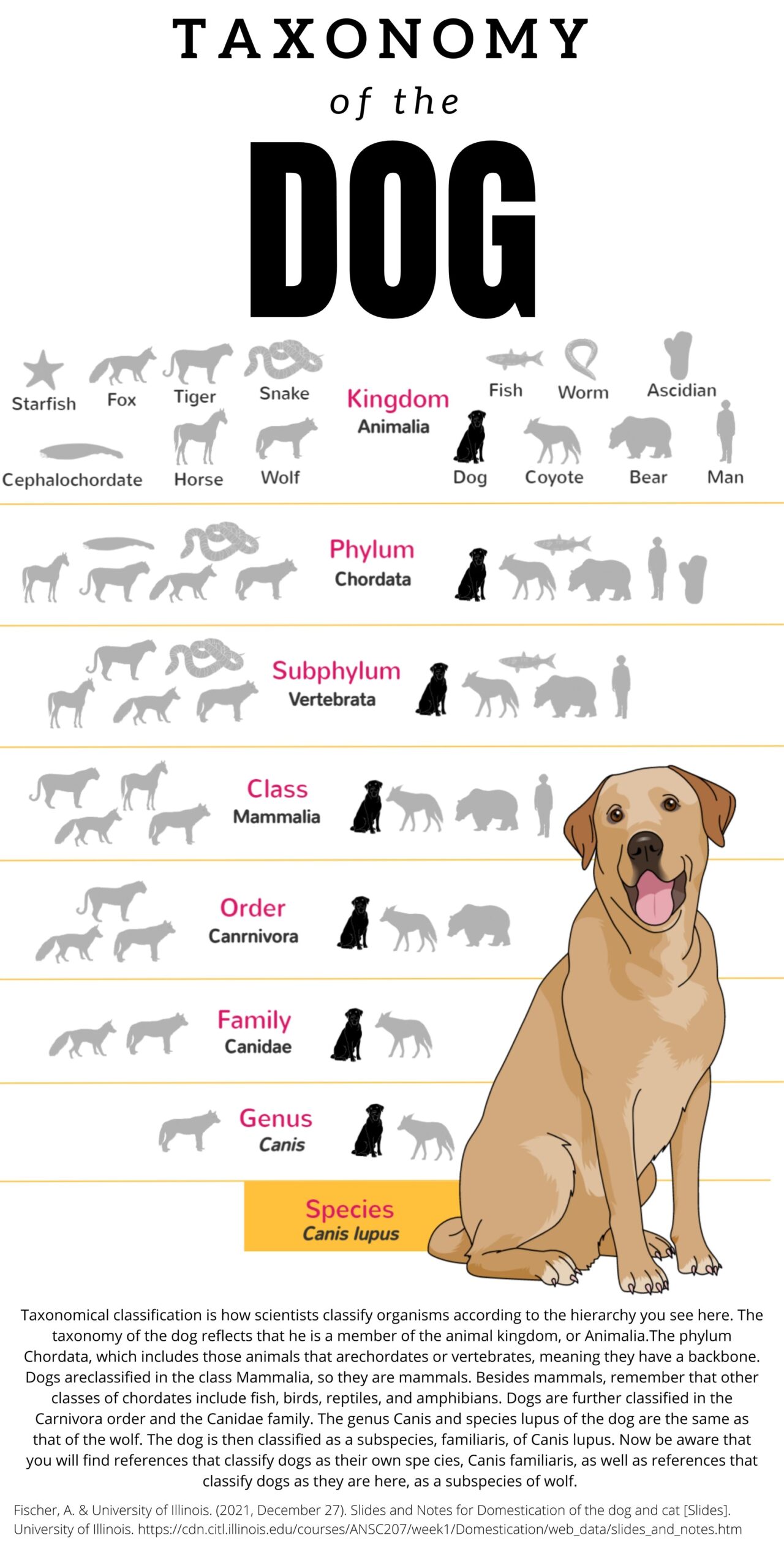 The Top 5 Myths About Tails Age You Need To Know - sdrnm31